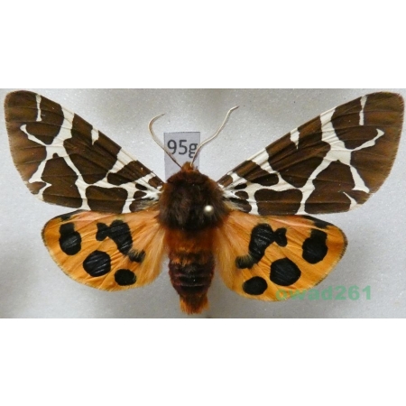 Arctia caja (Linnaeus, 1758) Niedźwiedziówka kaja male Poland95g
